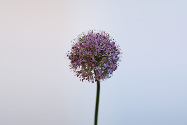 allium