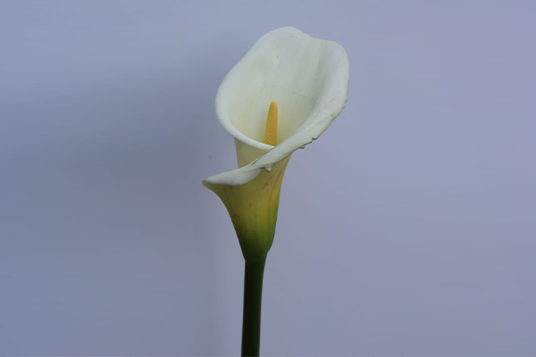 calla