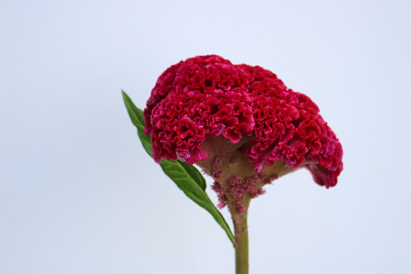 celosia