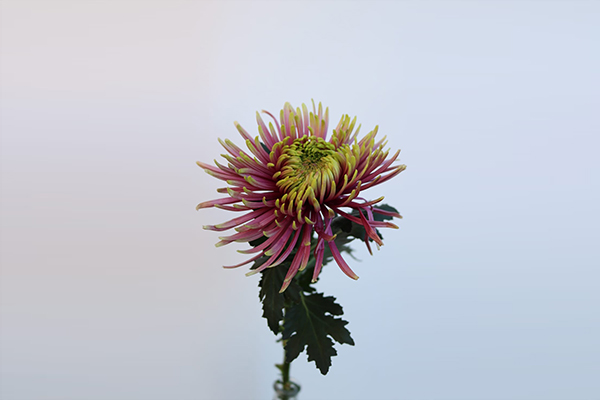 chrysanten