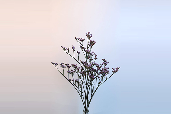 limonium