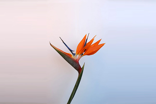 strelitzia